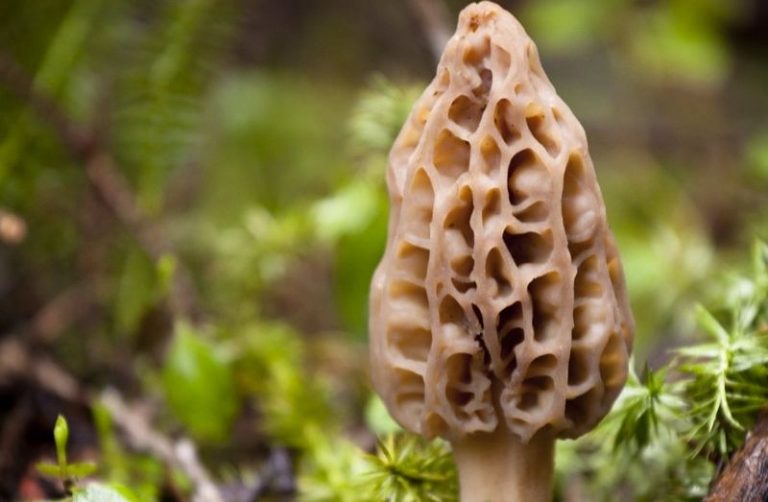 Can You Freeze Morel Mushrooms? How To Do It? Food Readme